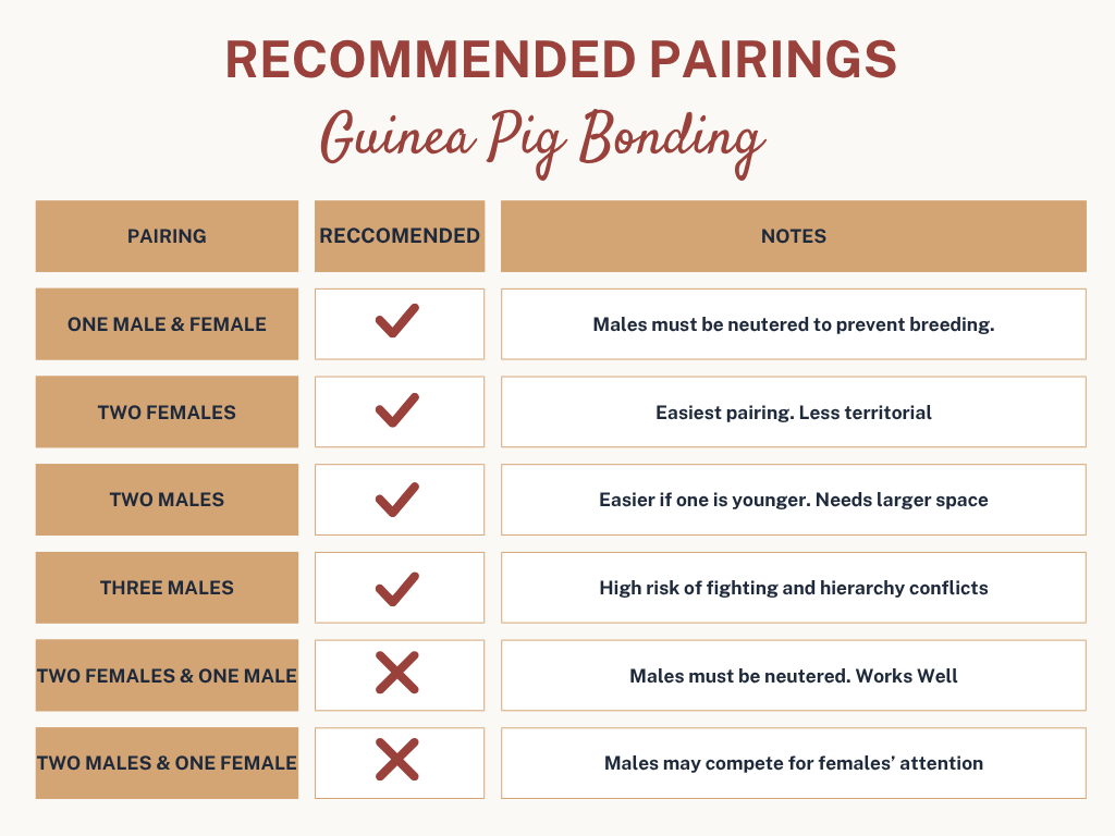guinea pig bonding pairings