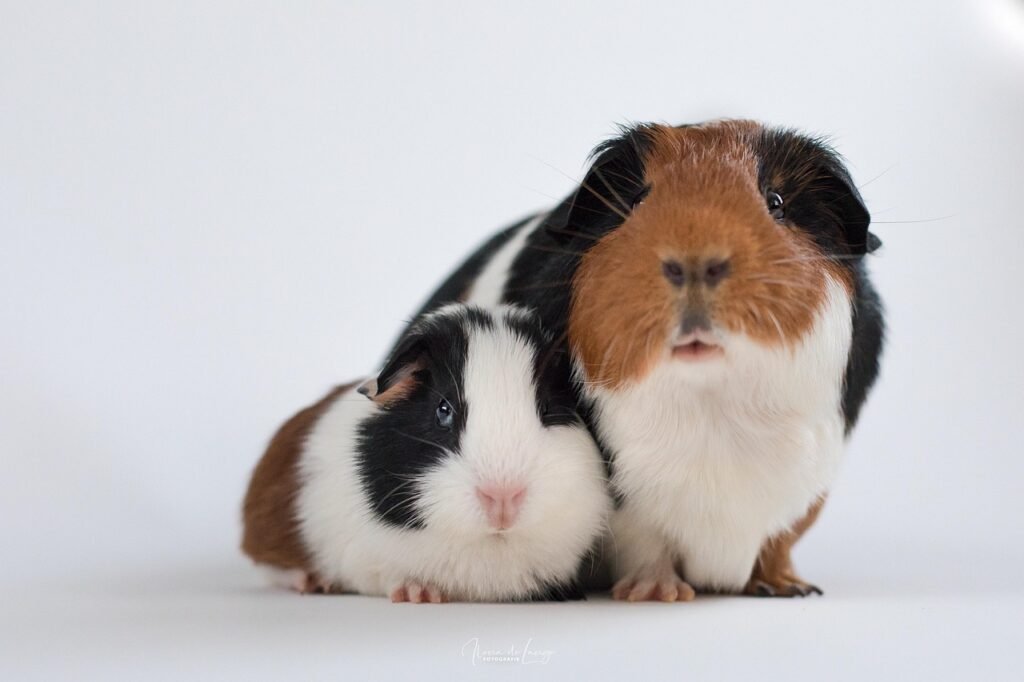 Clean and neat guinea pigs
