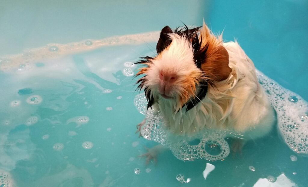 Bathing guinea pig