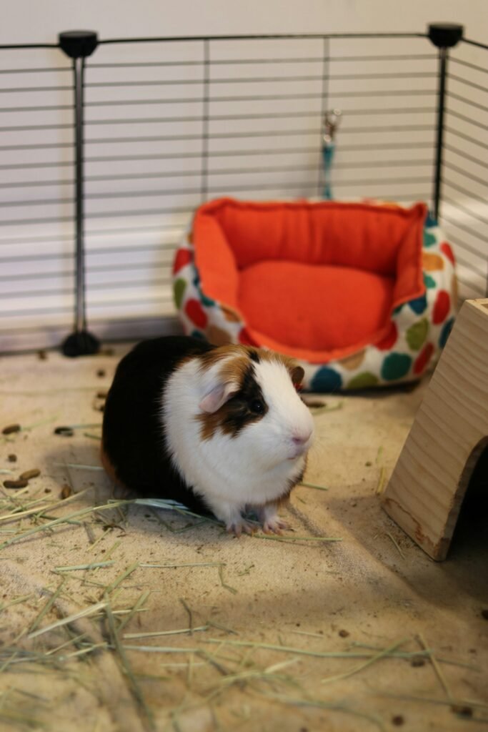 Single guinea pig in a clean cage with fleece liner