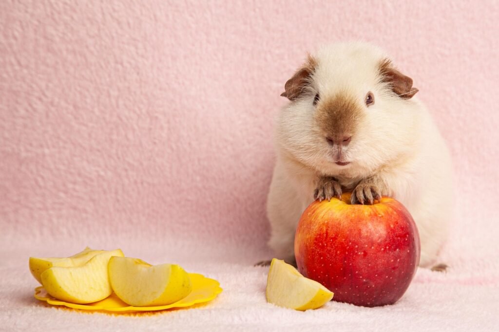 fruits for guinea pigs