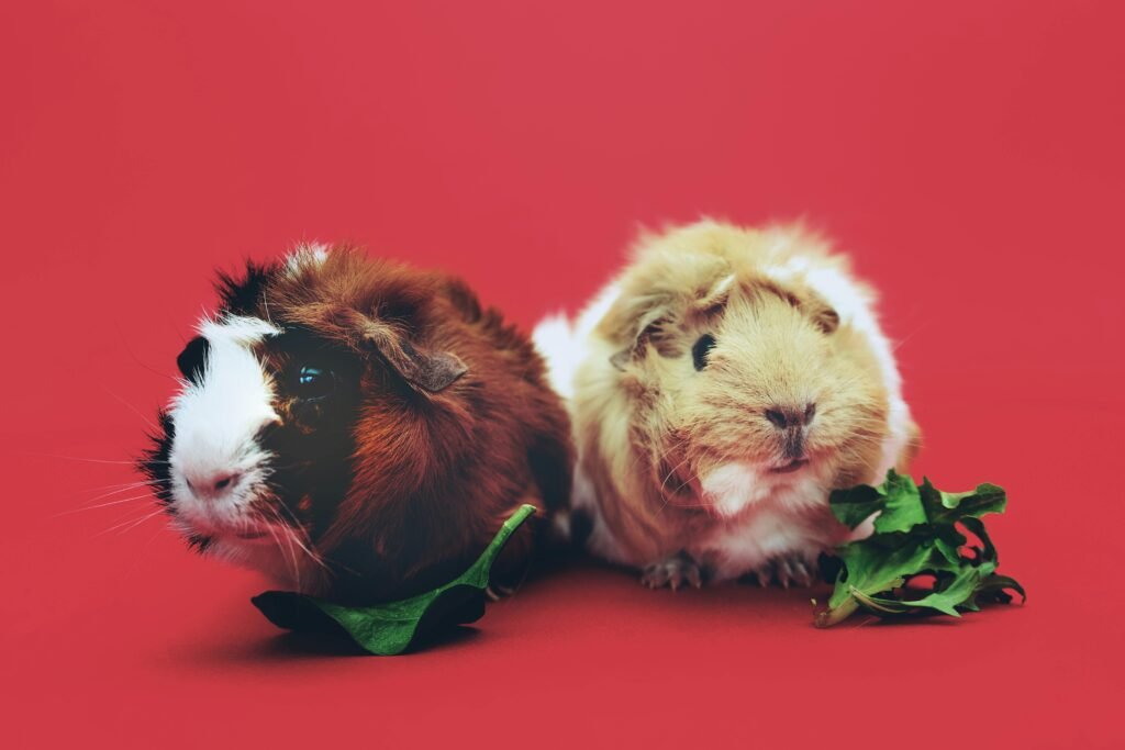vegetables for guinea pigs