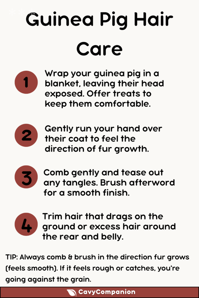 Step-by-step instructions on hair care for guinea pigs. Works for both short-haired and long-haired guinea pigs.