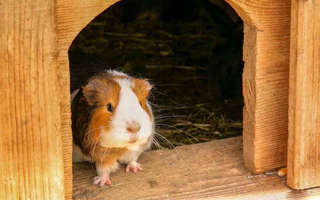 guinea pig inside cage