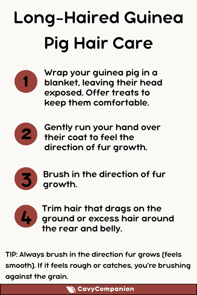 Step-by-step instructions on hair care for long-haired guinea pigs.