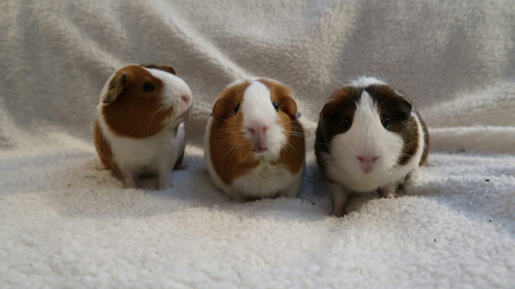 three guinea pigs bond