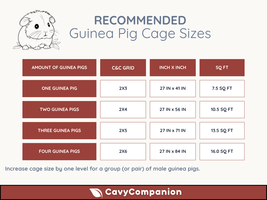 guinea pig size comparison chart for cages
