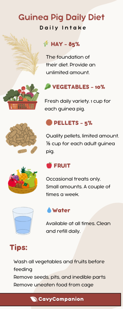 A guinea pig's daily diet including hay, vegetables, pellets, fruits, and water.