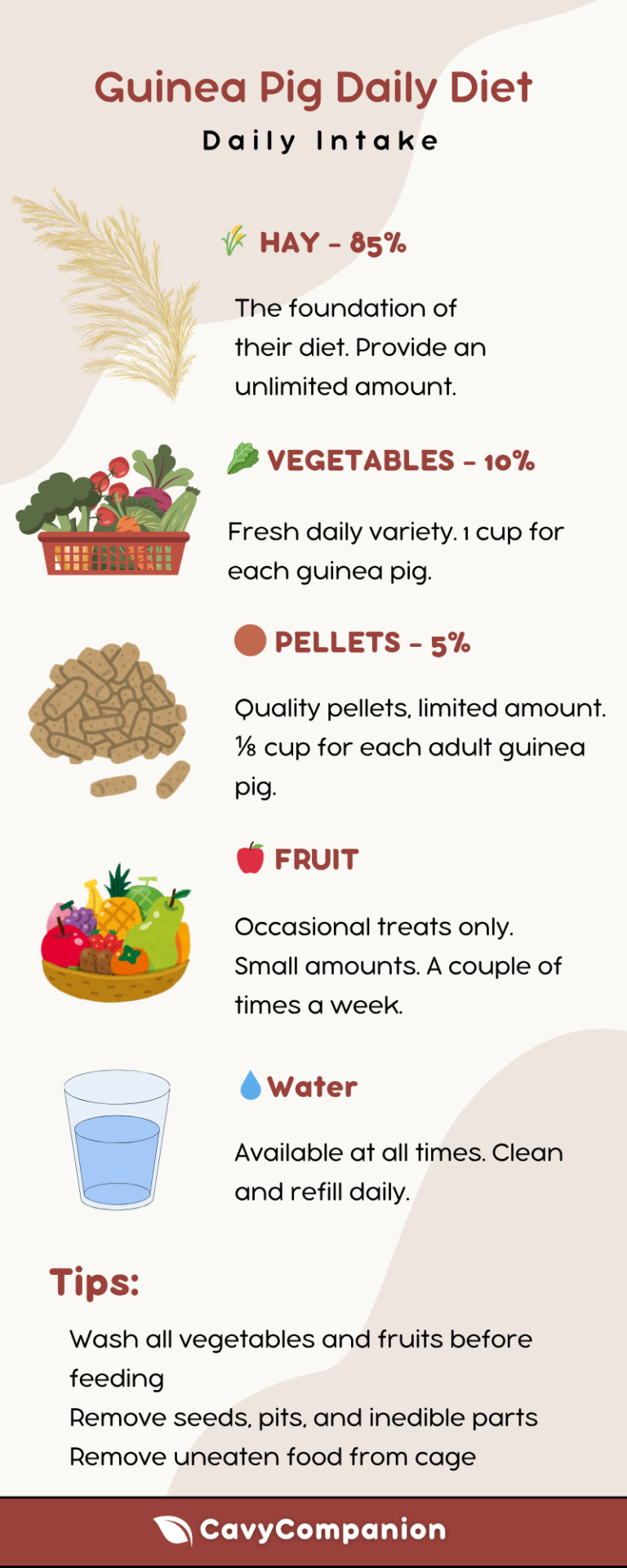 Complete Guinea Pig Diet Guide (2026): What Can Guinea Pigs Eat ...