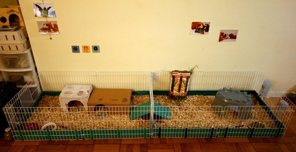 Two connected midwest cages for guinea pigs