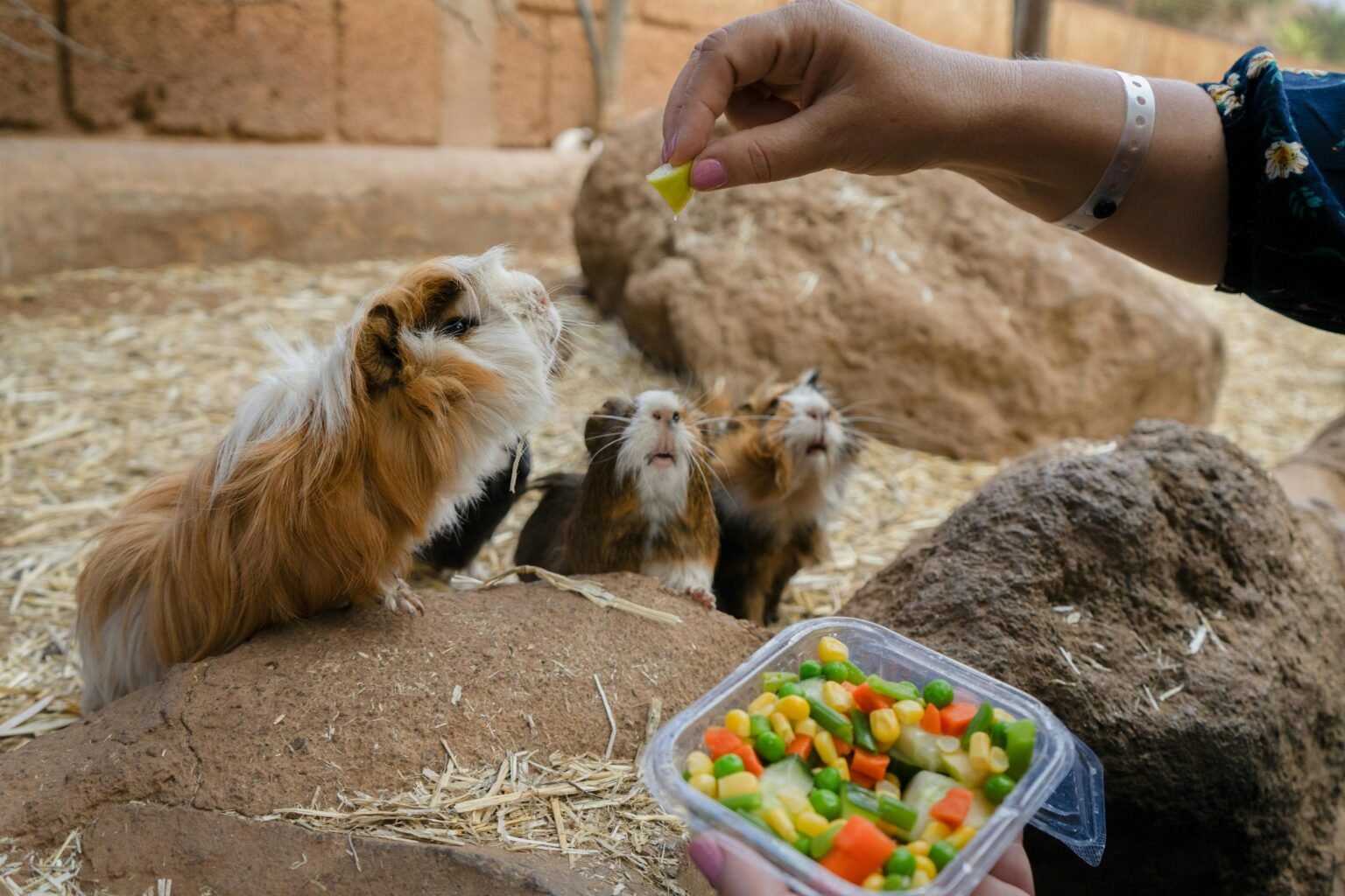 Photo inspiration: Gallery Detail: Vegetables Guinea Pigs Can Eat A Complete Safe Vegetable Guide