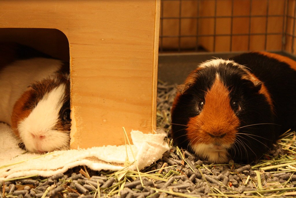 Two guinea pigs relaxing in a cage on clean guinea pig bedding designed for comfort and hygiene.