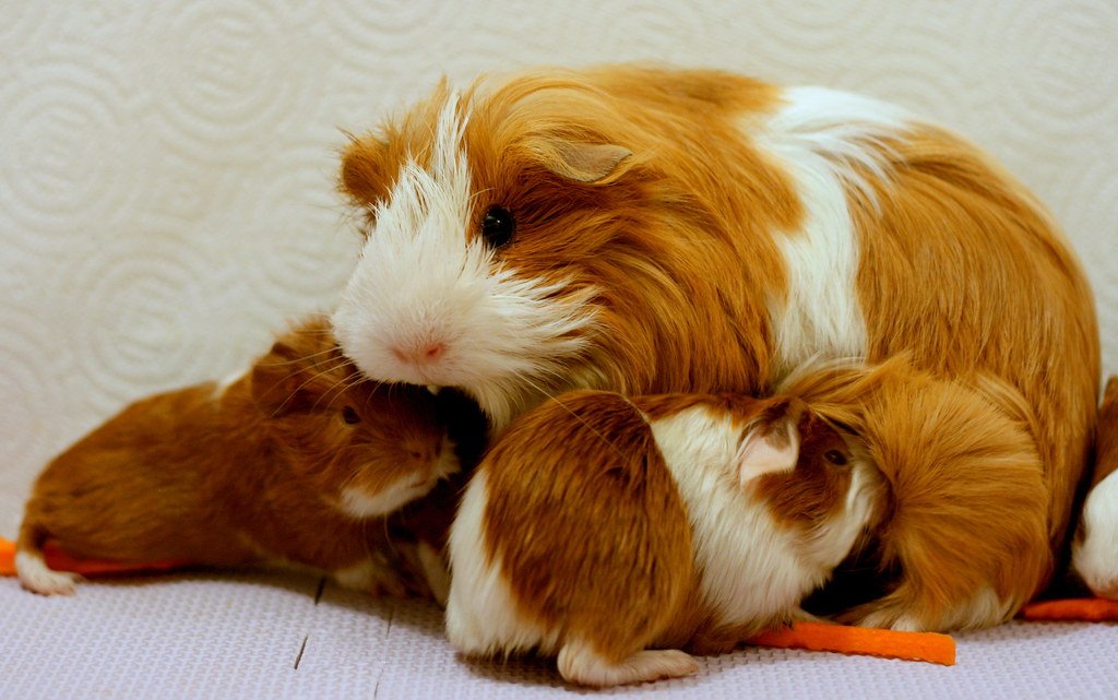 Female guinea pig and her babies