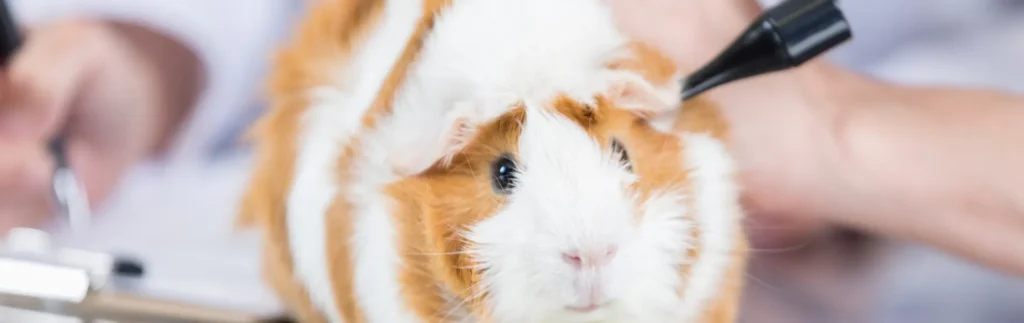 Close-up of a brown and white guinea pig being gently handled by a veterinarian. A guide on neutering guinea pigs.
