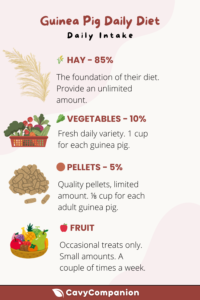 A depiction of a proper guinea pig diet to help prevent a sick guinea pig and support overall health.