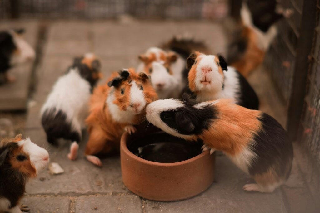 guinea pig group dynamics