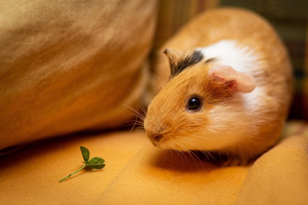 healthy guinea pig