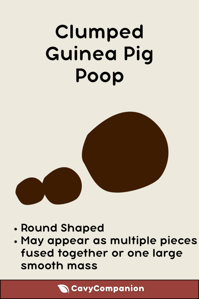 clumped guinea pig poop