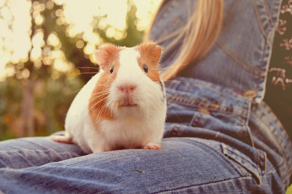 Guinea pig sitting on their owner's lap. A bonding example between owner and guinea pig.