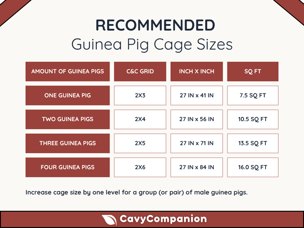 Recommended cage sizes for both male or female guinea pigs.