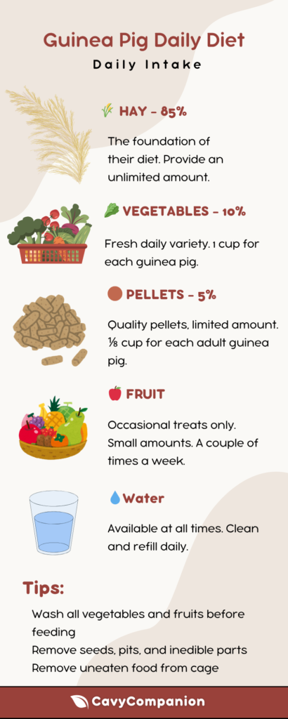 Infographic demonstrating the daily recommended diet for a guinea pig.