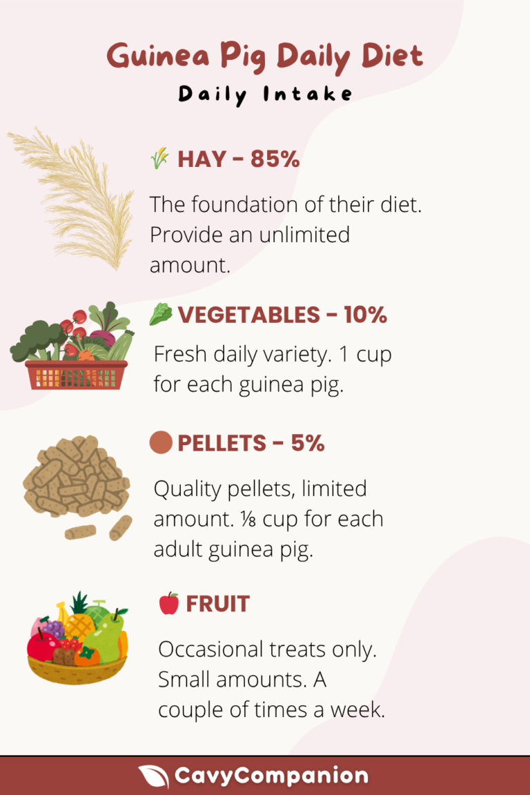 Guinea Pig Poop Guide: What Every Type Means for Their Health ...
