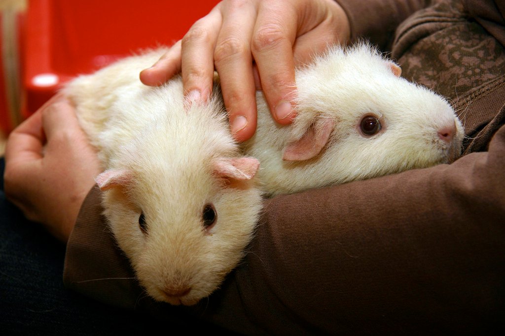 Two guinea pigs on owners lap.