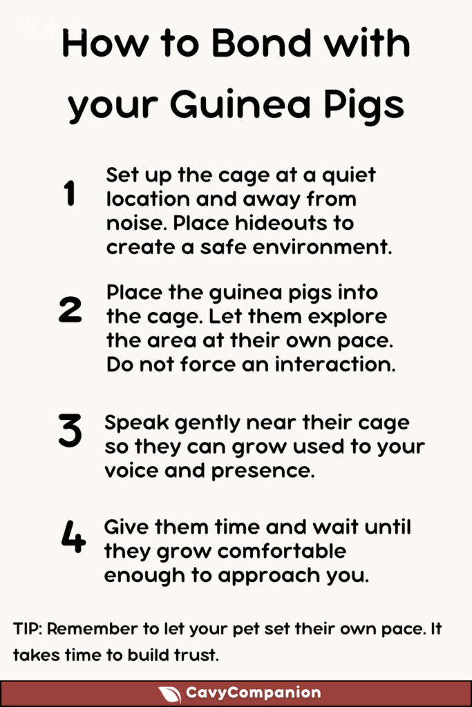 Step-by-step guide on how to get your guinea pig to trust you.