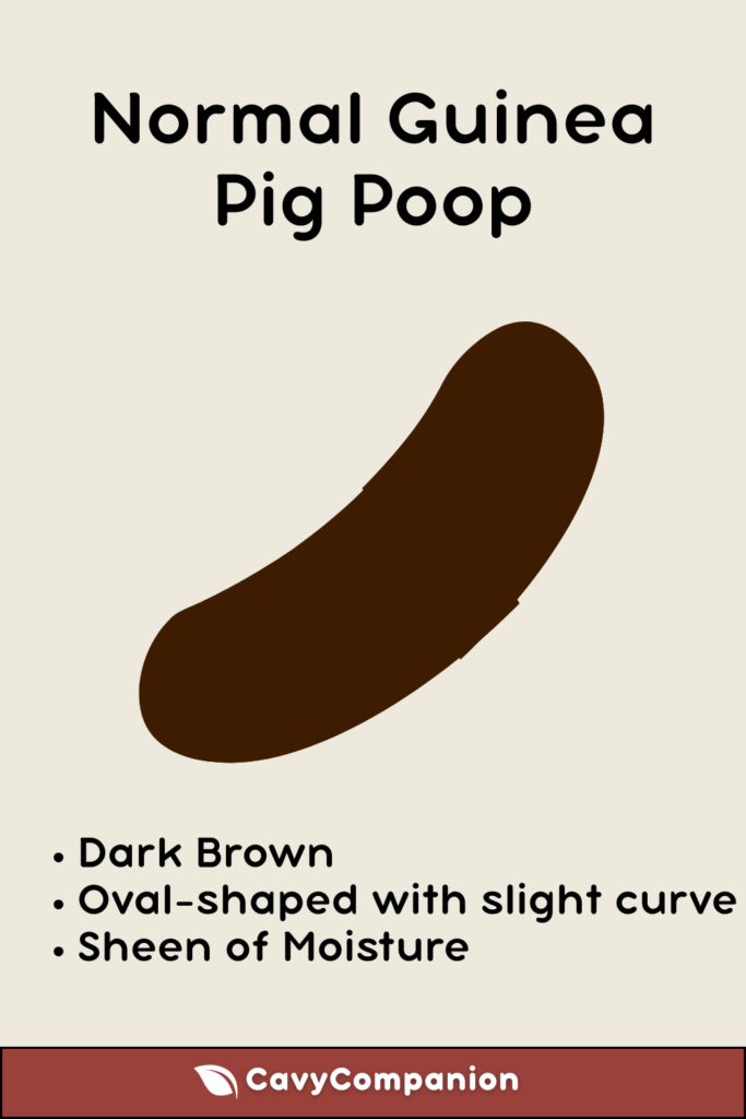 Normal guinea pig poop