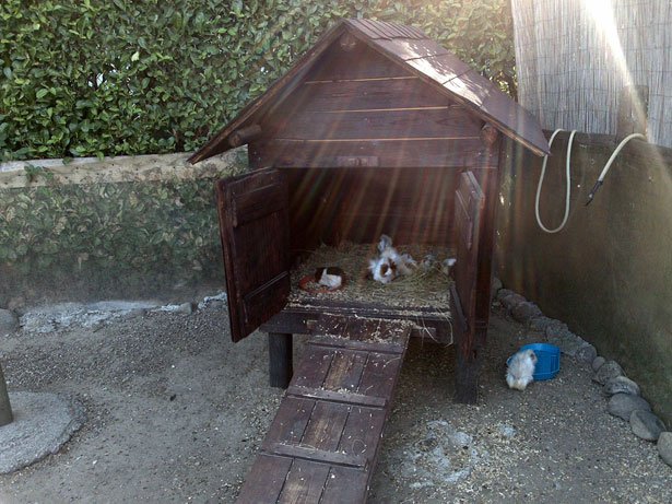 guinea pigs inside an outdoor hutch.