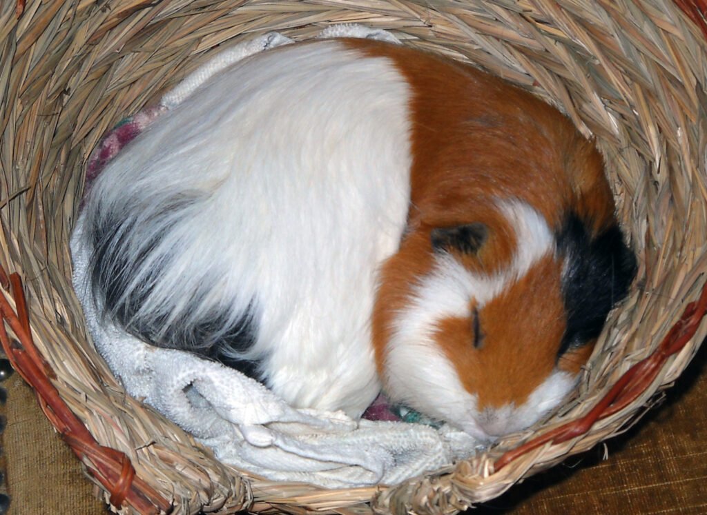 Do guinea pigs sleep? A guinea pig curled up asleep in a cozy woven hideout, resting peacefully inside its cage.