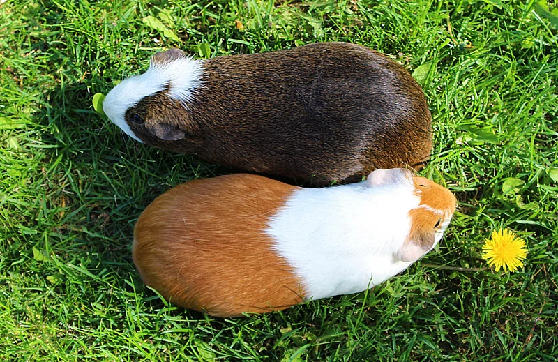 One male and female guinea pig standing next to each other on grass.
