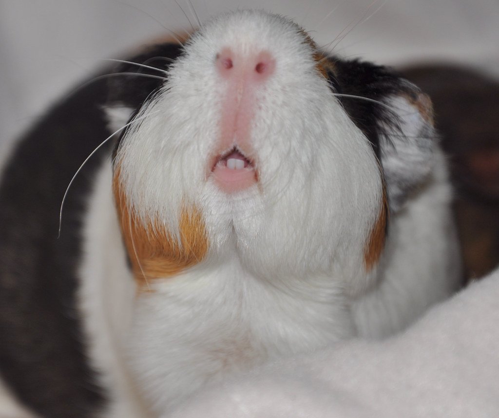 A close-up of a guinea pig showing its front teeth. Used to show how do guinea pigs bite and their natural behavior.
