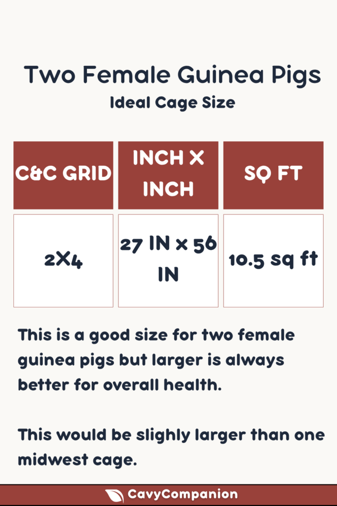 The ideal cage sizes for two female guinea pigs.
