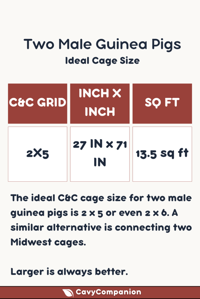 The ideal cage sizes for two male guinea pigs