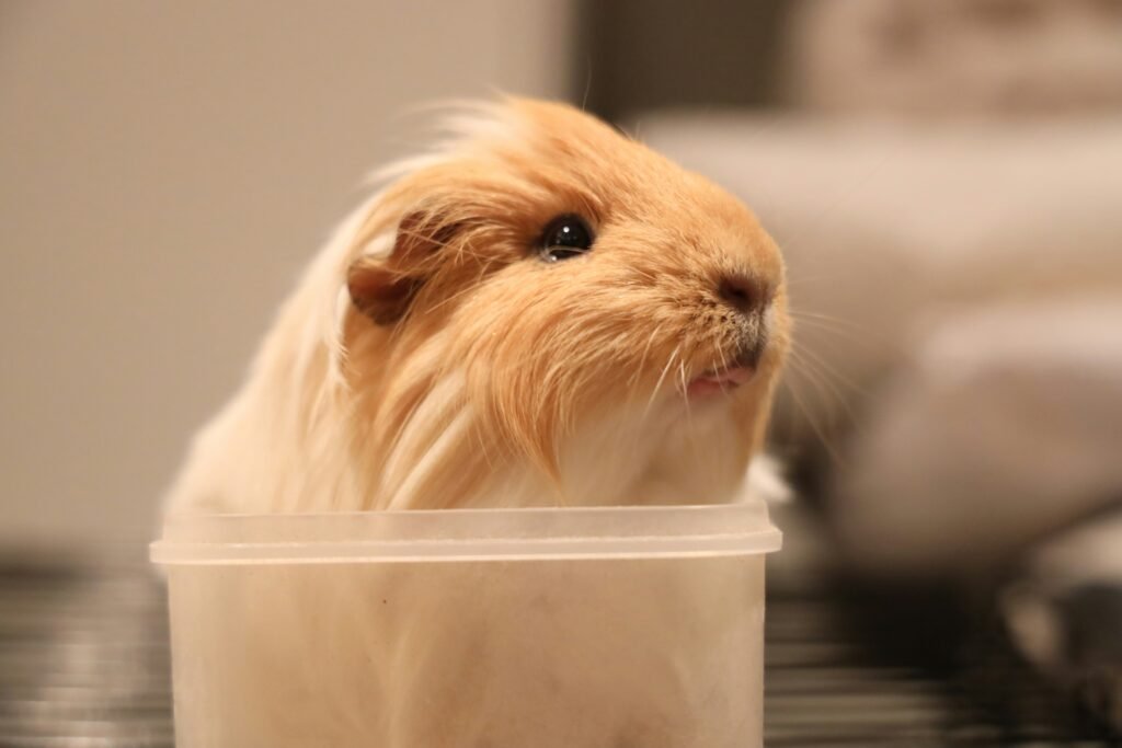 guinea pig in cup